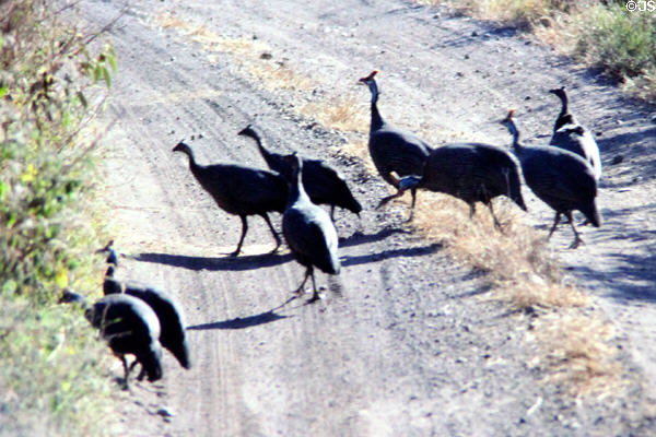 Helmeted Guineafowl (<i>Numida meleagris</i>) crossing a dirt road in Southern Kenya.