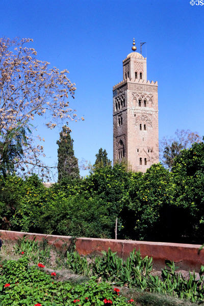 Marrakesh Koutoubia (Minaret 77m) over orange trees. Marrakesh, Morocco.