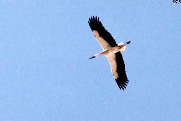 Stork in flight. Marrakesh, Morocco.