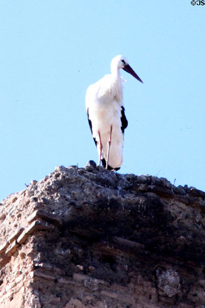 Standing stork. Marrakesh, Morocco.