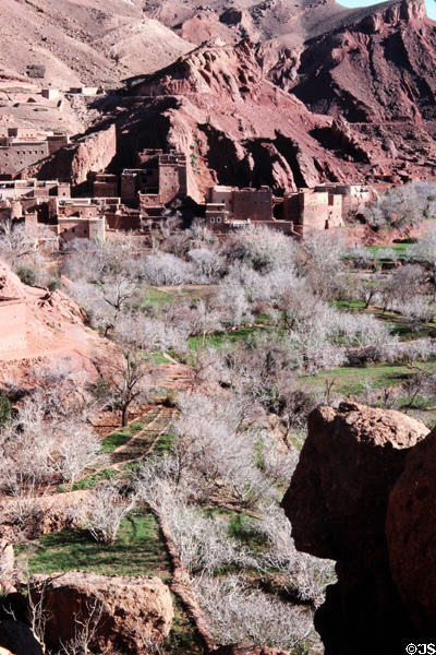 Orchard in Gorges du Dadès. Morocco.