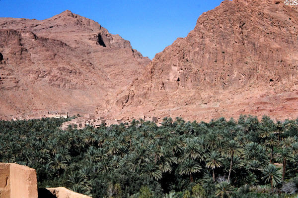 Palm orchard at oasis in Gorge du Todra. Morocco.