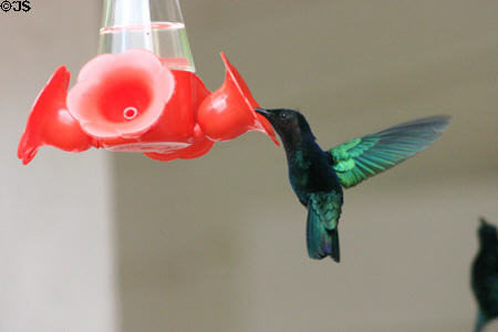 Purple-throated Carib Hummingbird (<i>Eulampis jugularis</i>). Martinique.