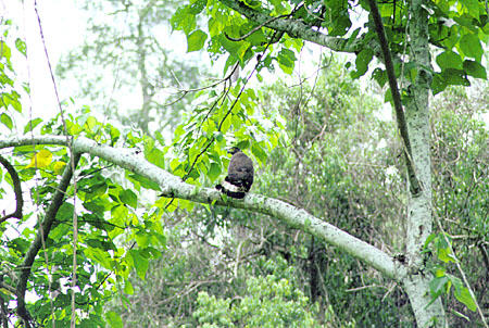 Young serpent eagle in Sukau. Malaysia.