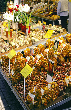 Tulip bulbs at flower market. Amsterdam, Netherlands.