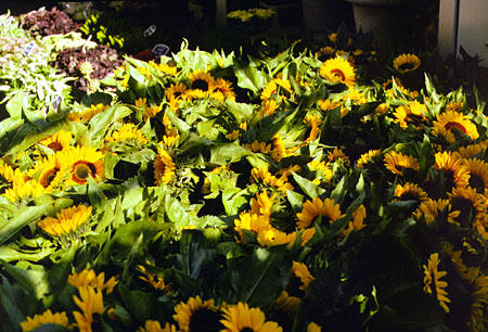 Sunflowers at flower market. Amsterdam, Netherlands.