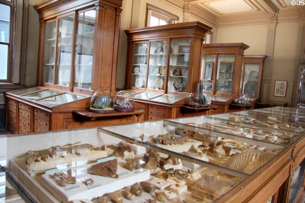Gallery of fossils displayed in glass cases at Teylers Museum. Haarlem, Netherlands.