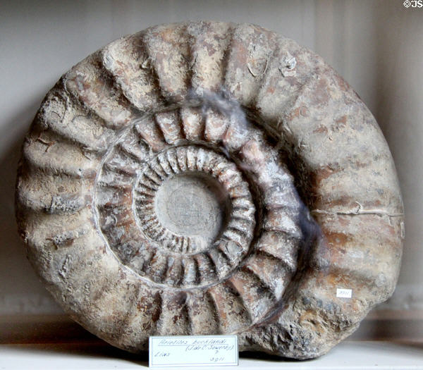 Arietites bucklandi, a Jurassic era giant ammonite fossil at Teylers Museum. Haarlem, Netherlands.