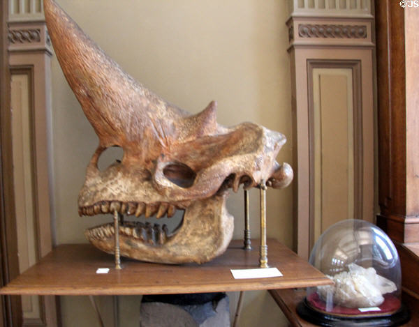 Two-horned monster fossil of Fayûm Egypt among many finds in that area in the early 20thC at Teylers Museum. Haarlem, Netherlands.