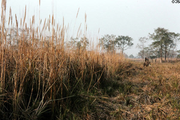 Tourists staying at Tiger Tops ride elephants through thick grass in hopes of seeing tigers in Chitwan National Park. Nepal.