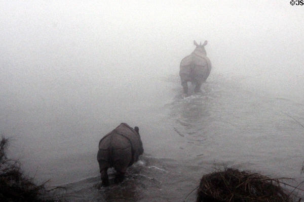 Rhinos disappear into river fog in Chitwan National Park. Nepal.
