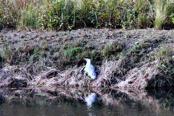 Crocodile on riverbank in Chitwan National Park. Nepal.