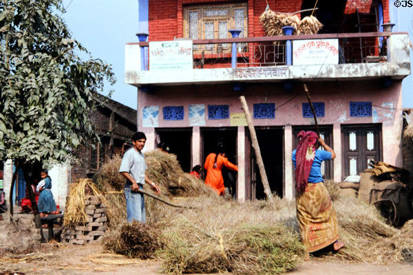 People flail grass harvest in a village near Meghauli. Nepal.