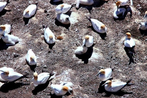 Gannet breeding colony at Muriwai Beach. New Zealand.