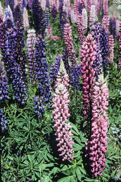 Lupins near Mount Cook. New Zealand.