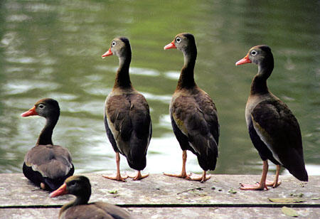 Four Black Billed Whistling Ducks at Pointe-a-Pierre. Trinidad and Tobago.