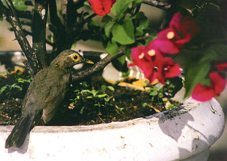 Bare-eyed Thrush at Arnos Vale Resort. Trinidad and Tobago.
