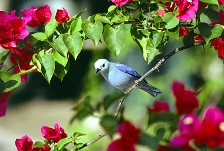 Blue-gray Tanager balances on a branch at Arnos Vale Resort. Trinidad and Tobago.