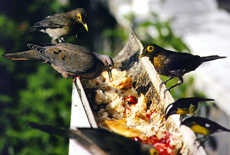 Feeder at Arnos Vale Resort attracts a White-tipped Dove, a pair of Bare-eyed Thrushes, and a pair of Bananaquits. Trinidad and Tobago.