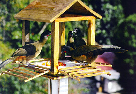 Rufous-vented Chachalacas in birdfeeder at Arnos Vale Resort. Trinidad and Tobago.