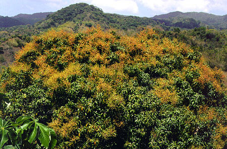 Mango tree with Rain Forest in the background seen from Richmond Great House. Trinidad and Tobago.