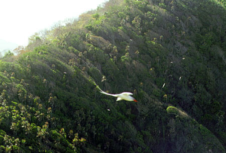 Red-billed Tropicbird flies over Little Tobago. Trinidad and Tobago.