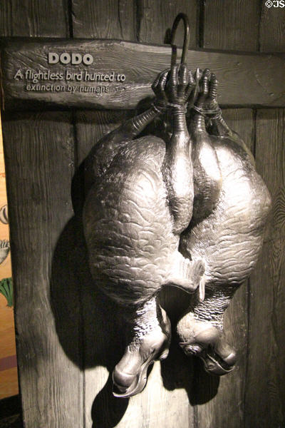 Model of flightless Dodo bird, hunted to extinction by humans, at Our Dynamic Earth. Edinburgh, Scotland.