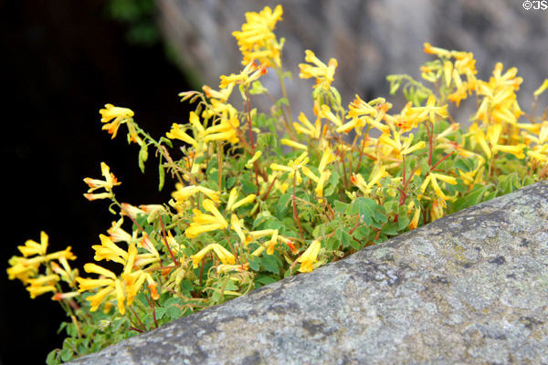 Wildflowers growing on bridge in Dean Village. Edinburgh, Scotland.