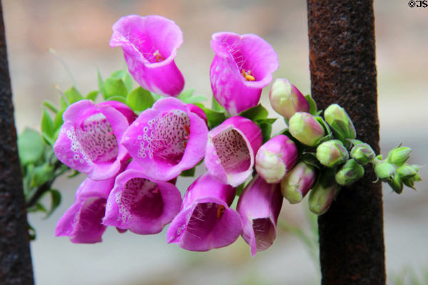Foxgloves in Dean Village. Edinburgh, Scotland.