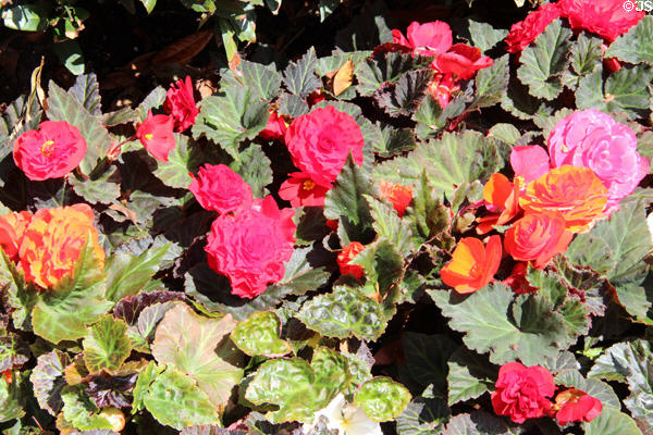 Flower bed in George Square. Glasgow, Scotland.