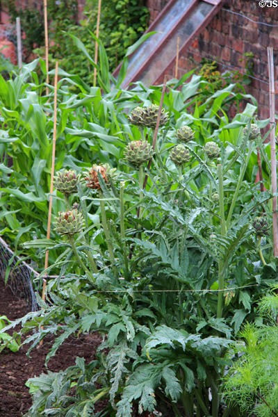 Type of artichoke in gardens at Holmwood. Glasgow, Scotland.