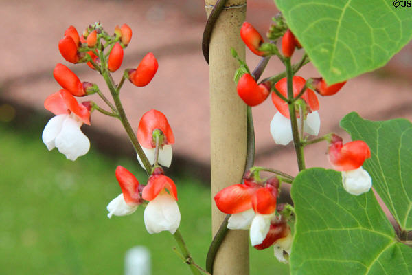 Sweet pea flowers at Holmwood. Glasgow, Scotland.
