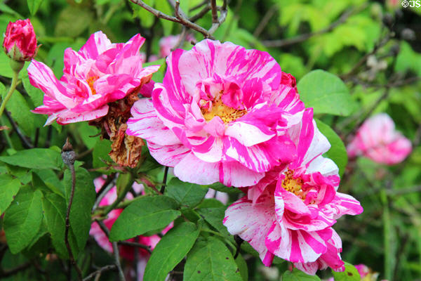 Flowers in gardens at Holmwood. Glasgow, Scotland.