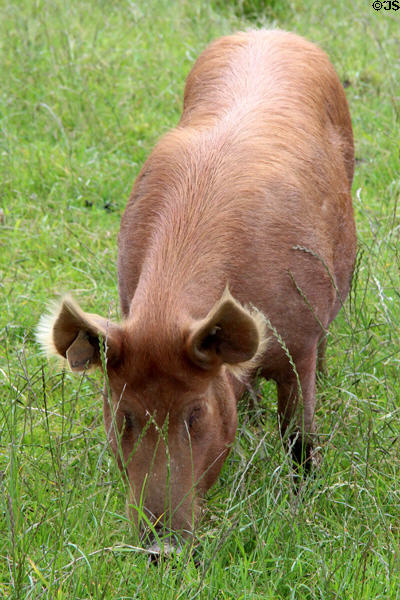Pig at National Museum of Rural Life. Kittochside, Scotland.