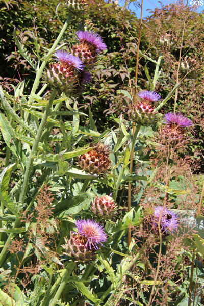 Thistles in garden at Culzean Castle. Maybole, Scotland.