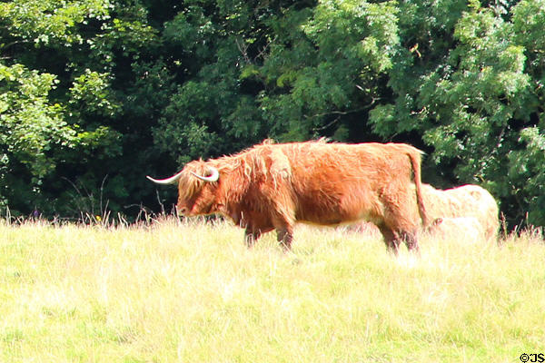 Highland cow near Stirling Castle. Stirling, Scotland.