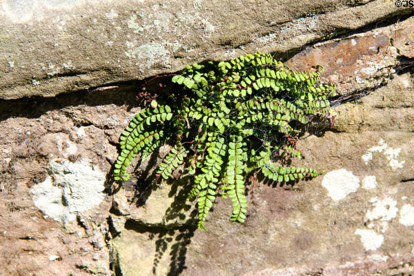 Fern on rocks at Dirleton Castle. Dirleton, Scotland.