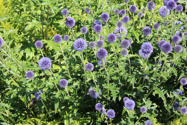 Gardens at Dirleton Castle. Dirleton, Scotland.