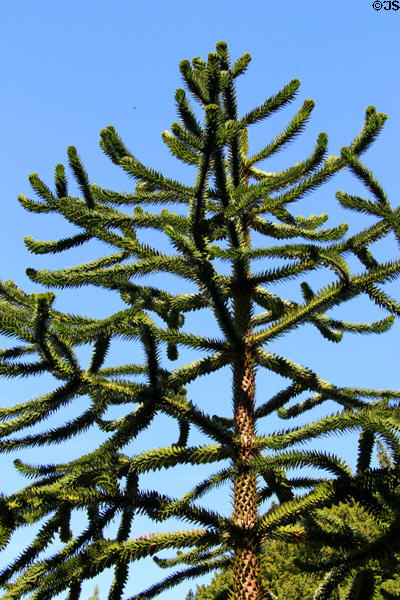 Monkey tree at Dirleton Castle. Dirleton, Scotland.