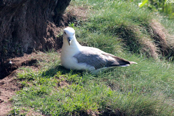 Fulmar <i>Fulmarus glacialisat</i> nesting on cliff near Tantallon Castle. Scotland.