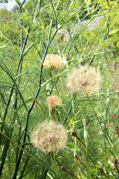 Dill & fluff in garden at Culross Palace. Culross, Scotland.