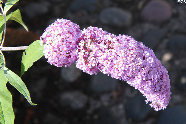 Flower in Culross. Culross, Scotland.