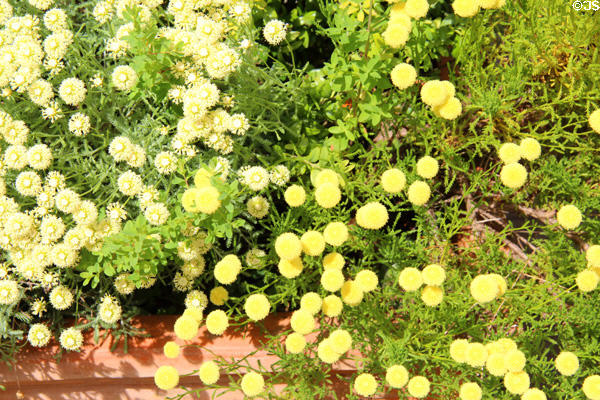 Plantings in Culross. Culross, Scotland.
