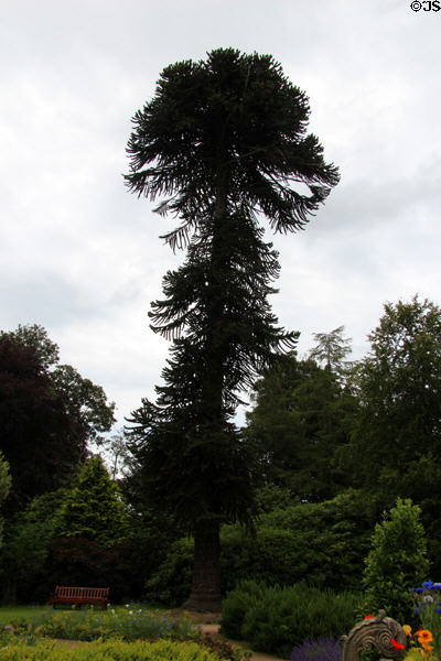 Monkey puzzle tree at Lauriston Castle. Edinburgh, Scotland.