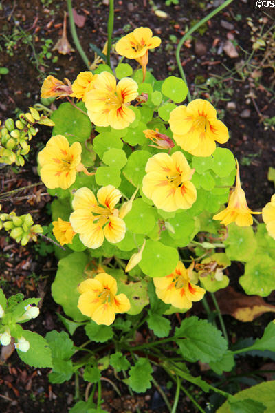 Nasturtiums in garden at Lauriston Castle. Edinburgh, Scotland.