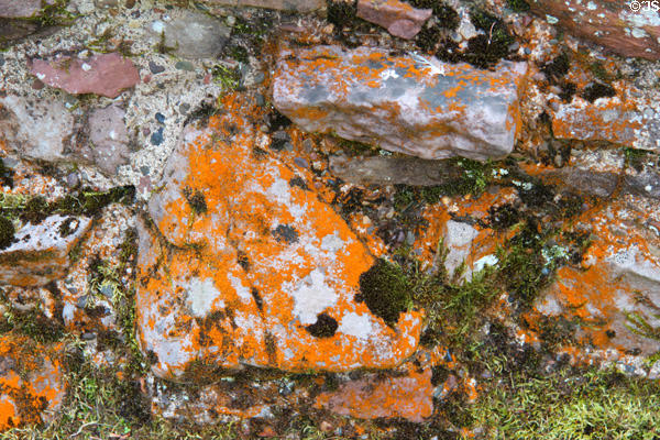 Lichens at Dryburgh Abbey. Scotland.