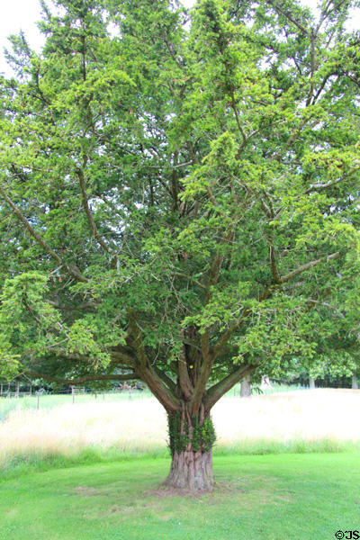 Yew tree <i>Taxus baccata</i> at Dryburgh Abbey. Scotland.