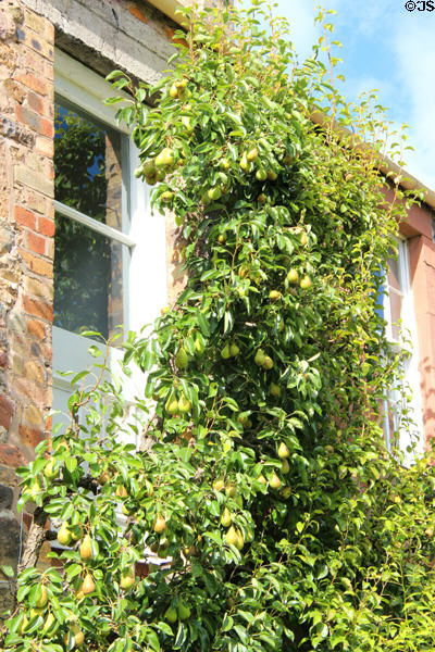Pear espalier at Priorwood Garden. Melrose, Scotland.