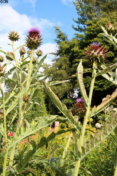 Thistles at Priorwood Garden. Melrose, Scotland.
