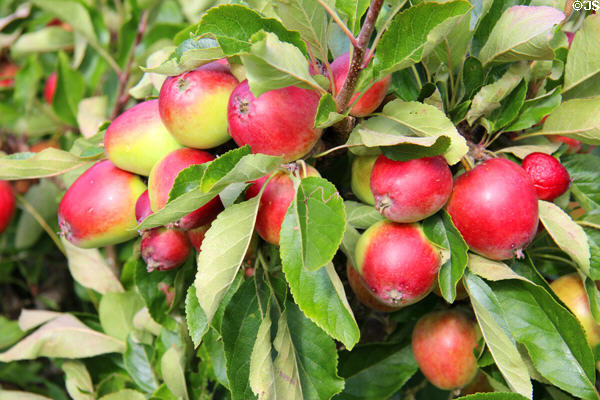 Apples at Priorwood Garden. Melrose, Scotland.